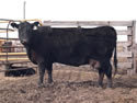 2010 Cow
