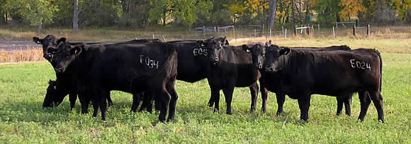 Lazy W Ranch Cattle
