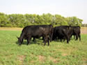 E019 Cattle